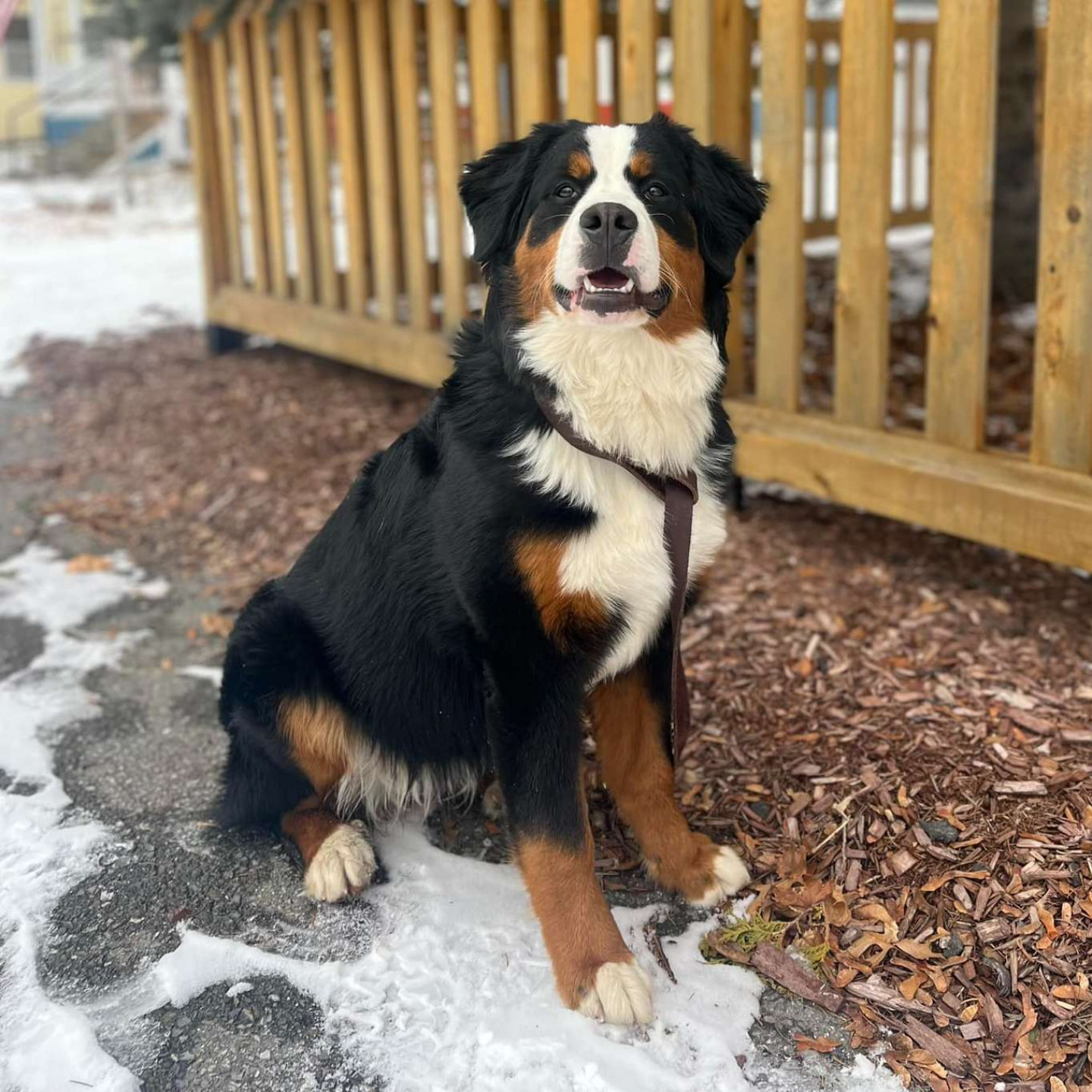 support-a-service-dog-the-marino-project